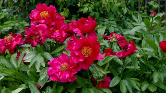 Pivoine - Jardins de Bagatelle 9