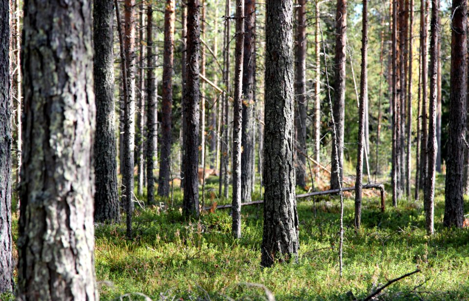 Pine forest Haukipudas Oulu 20130908 01