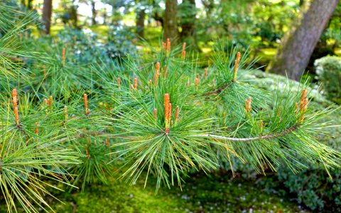 Pine - Kenroku-en - Kanazawa, Japan - DSC09672