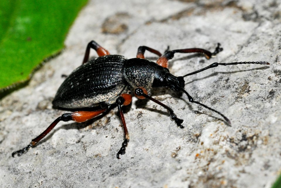 Otiorhynchus-sensitivus-06-fws
