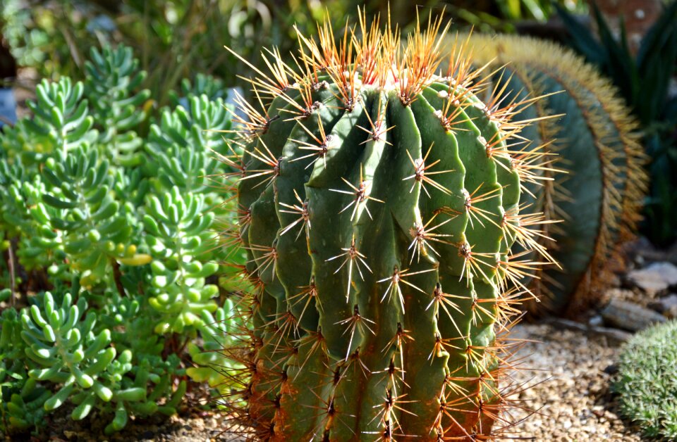 Prickly plant thorns