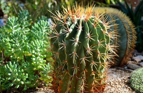 Prickly plant thorns