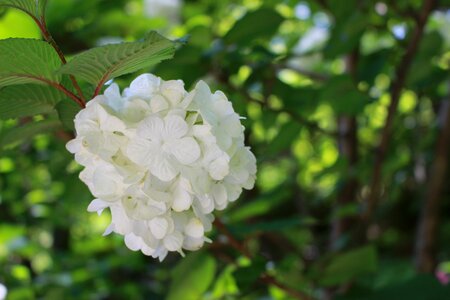 Hydrangea japan flowers