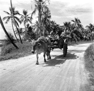Ossenwagen in de buurt van Lelydorp in Suriname, Bestanddeelnr 252-5547