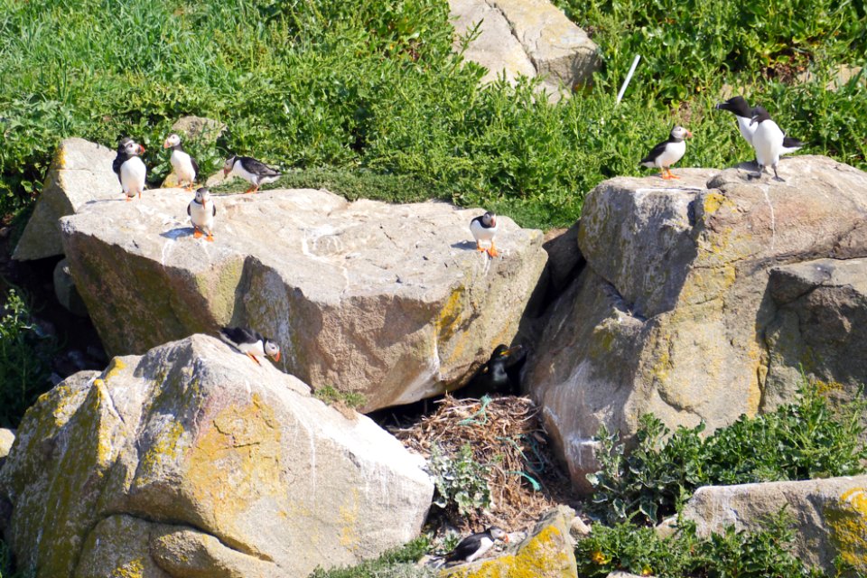 Papageientaucher.Kraehenscharbe.Tordalke.Ile.Rouzic