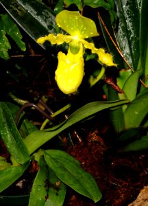 Paphiopedilum primulinum - United States Botanic Garden - DSC09510 cropped