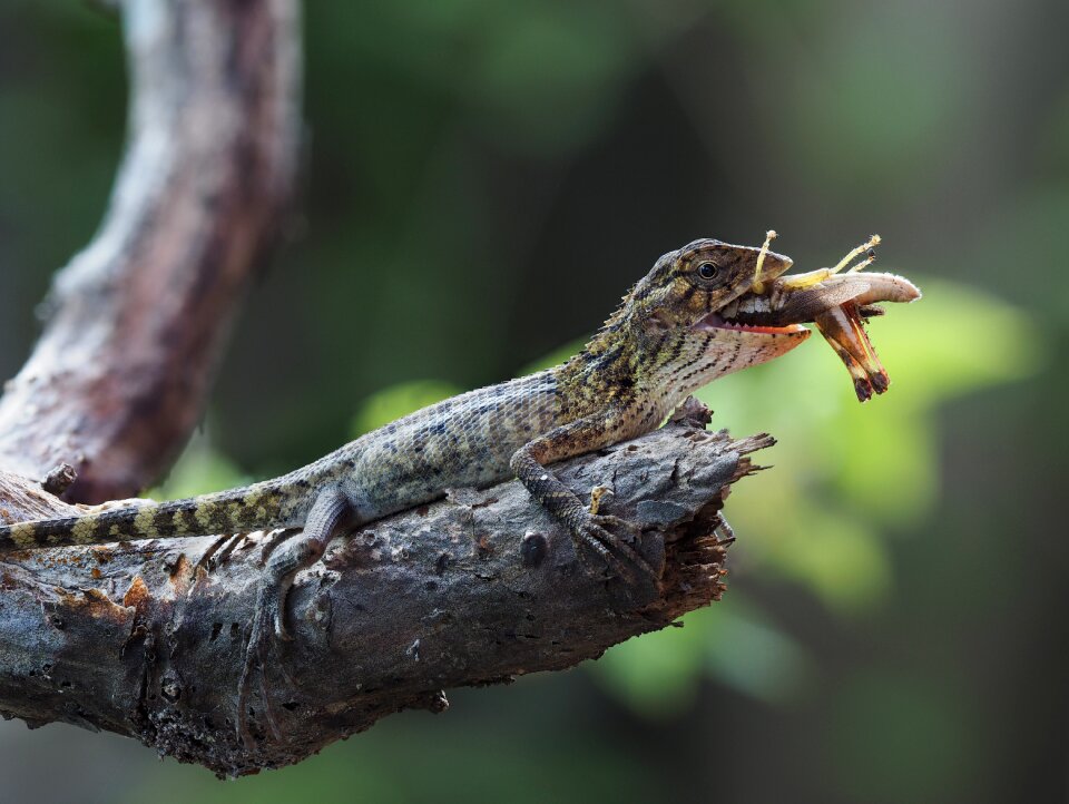 Hue vietnam lizzard