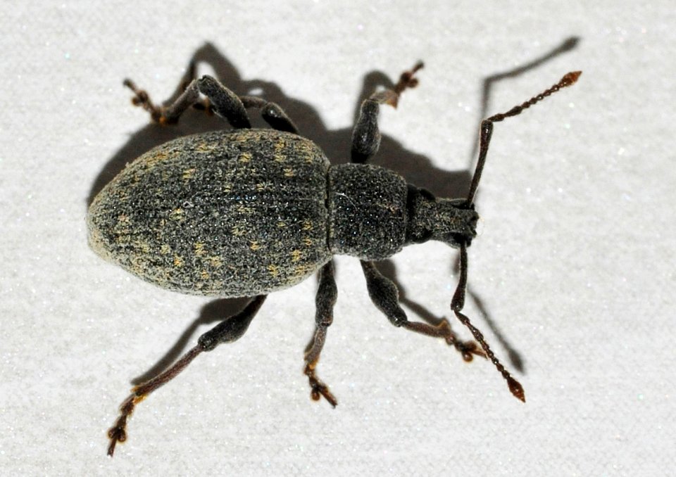 Otiorhynchus-sulcatus-01-fws