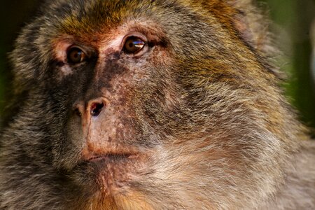 Monkey mountain salem animal wild animal photo