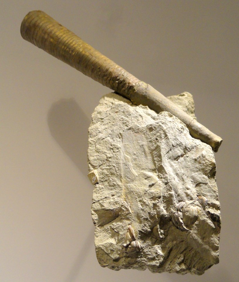 Orthonybyoceras duseri, Late Ordovician, Waynesville Formation, Warren County, Ohio, USA - Houston Museum of Natural Science - DSC01658