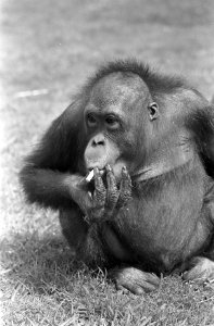 Orang Oetan Rina in Artis rookt sigaretje, Bestanddeelnr 921-4109