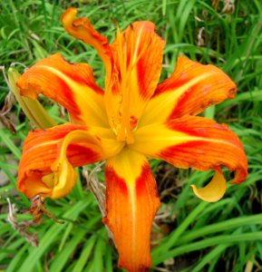 Orange flower seen in Summit New Jersey photo