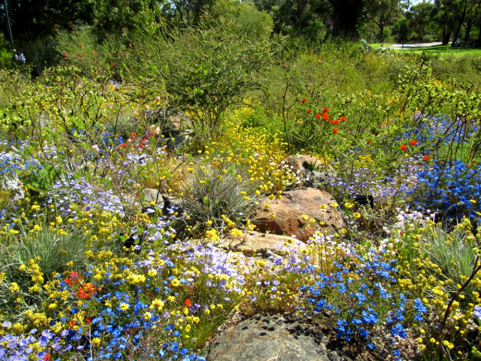 Parterre de fleurs Perth