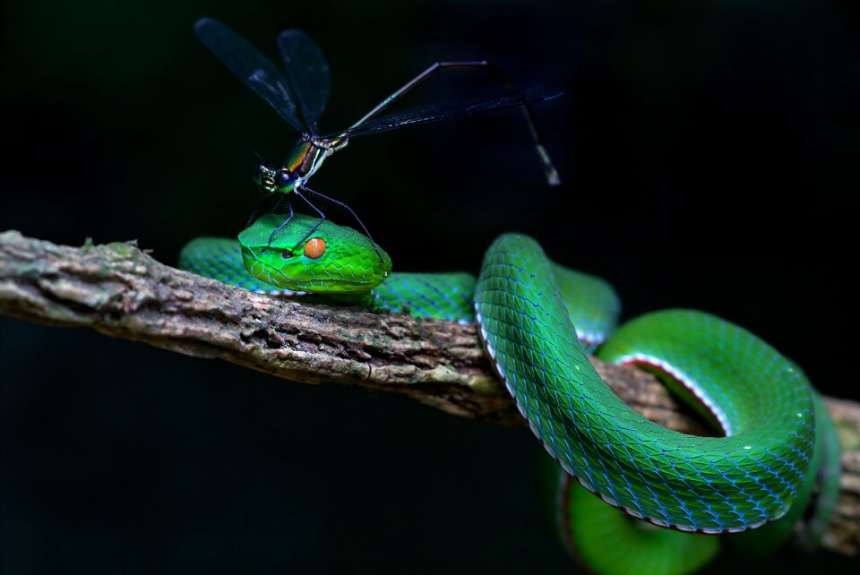 Snakes record hue vietnam