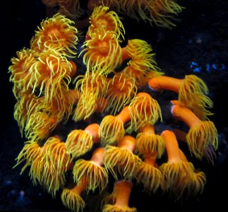 Orange Cup Coral (Tubastraea coccinea) at the Waikiki Aquarium