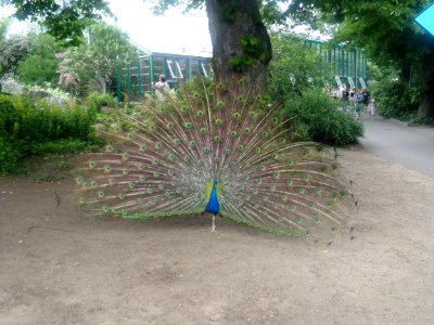 Peacock on Korkeasaari 2