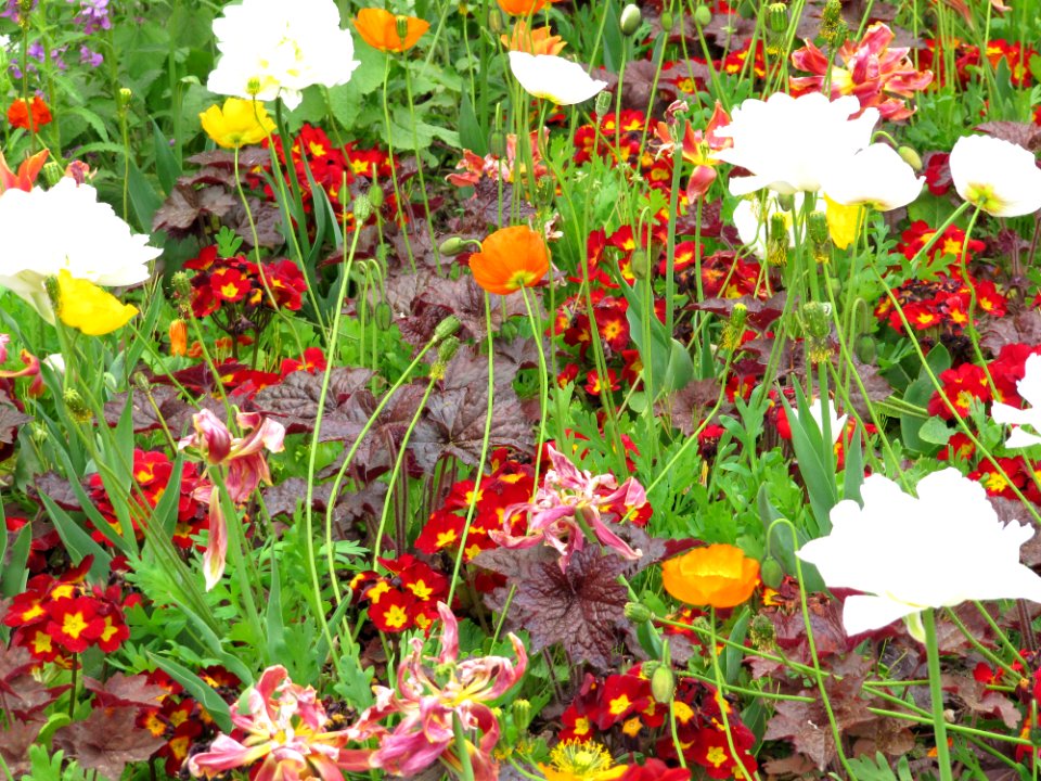 Parterre de fleurs