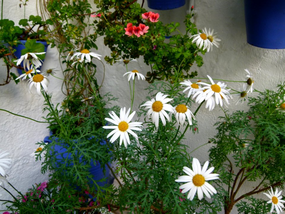 Patios of Cordoba - flowers 4