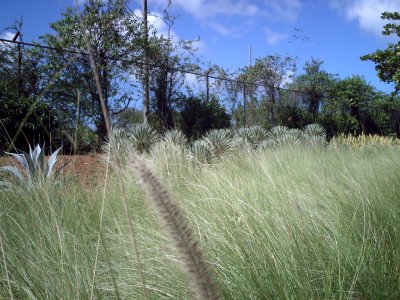 Pasto en Villamar
