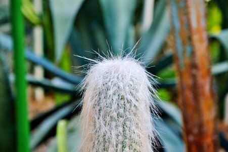 Prickly plant thorns