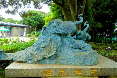 Peacocks - Samuel Cocking Garden - Enoshima, Japan -DSC07733