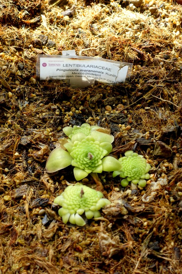 Pinguicula moranensis - Orto botanico - Rome, Italy - DSC09933