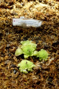Pinguicula moranensis - Orto botanico - Rome, Italy - DSC09933