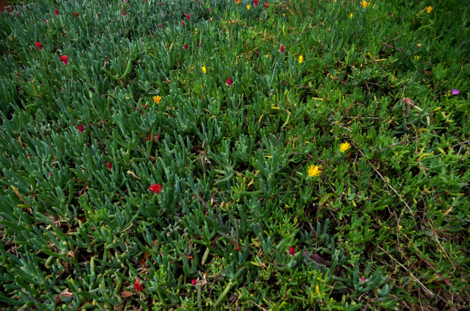 Parterre de plantes grasses