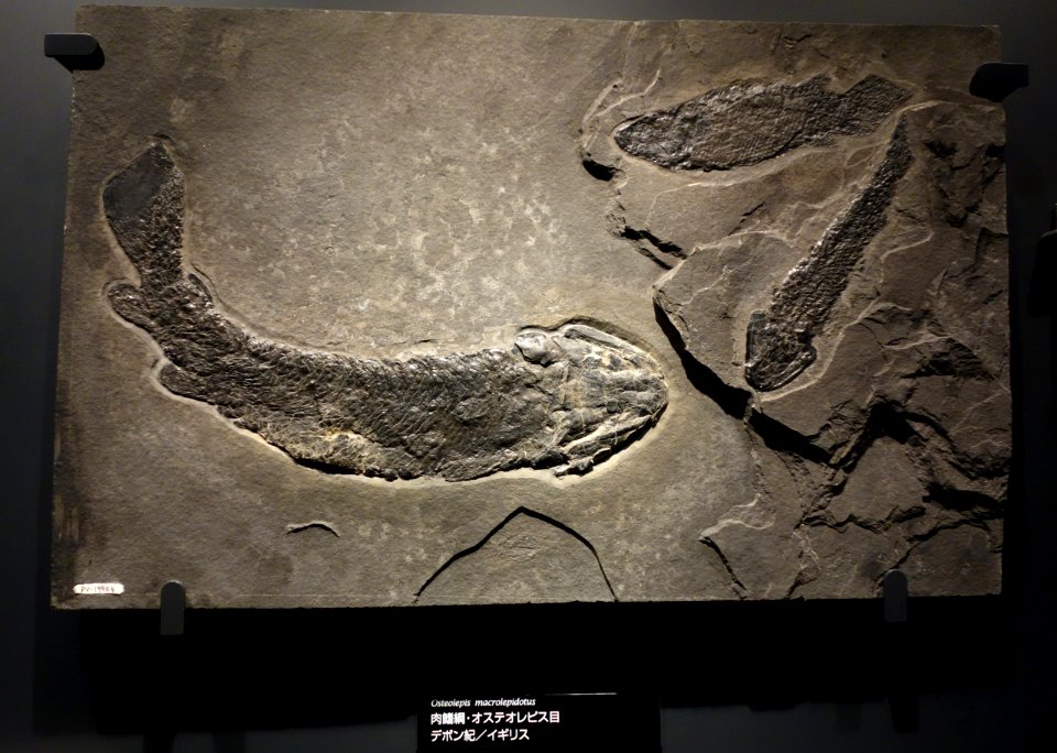 Osteolepis macrolepidotus - National Museum of Nature and Science, Tokyo - DSC07770