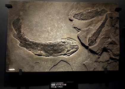 Osteolepis macrolepidotus - National Museum of Nature and Science, Tokyo - DSC07770