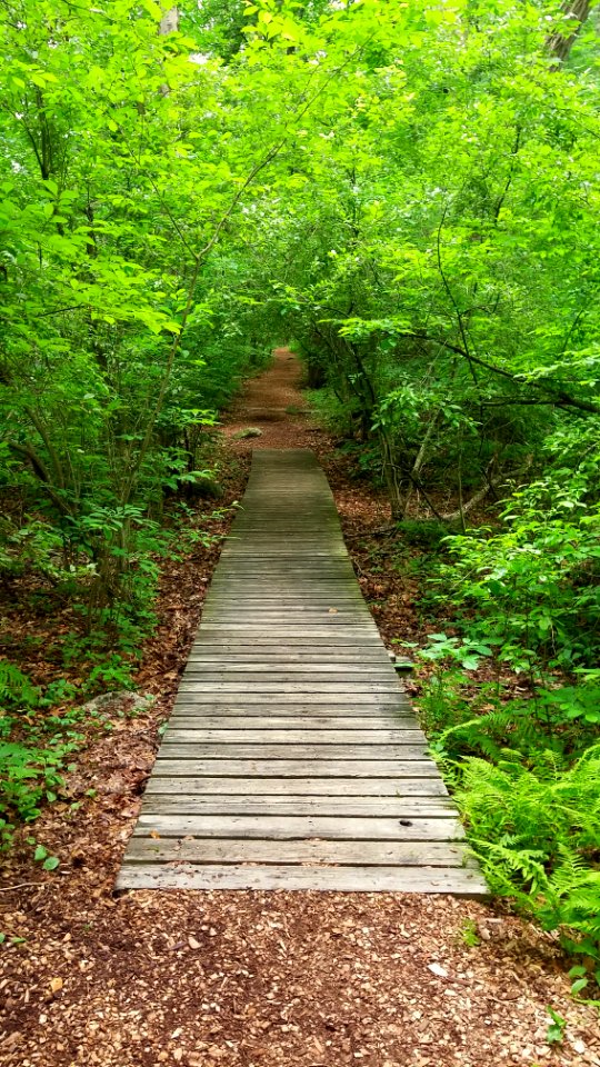Path - Habitat Education Center & Wildlife Sanctuary - Belmont, MA - 20200622 085521