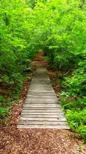 Path - Habitat Education Center & Wildlife Sanctuary - Belmont, MA - 20200622 085521