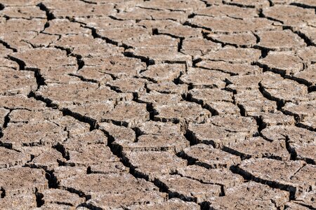 Dehydrated dry swamp