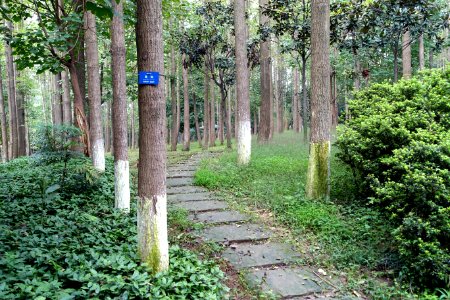 Pathway through Camptotheca acuminata - Chengdu Botanical Garden - Chengdu, China - DSC03513