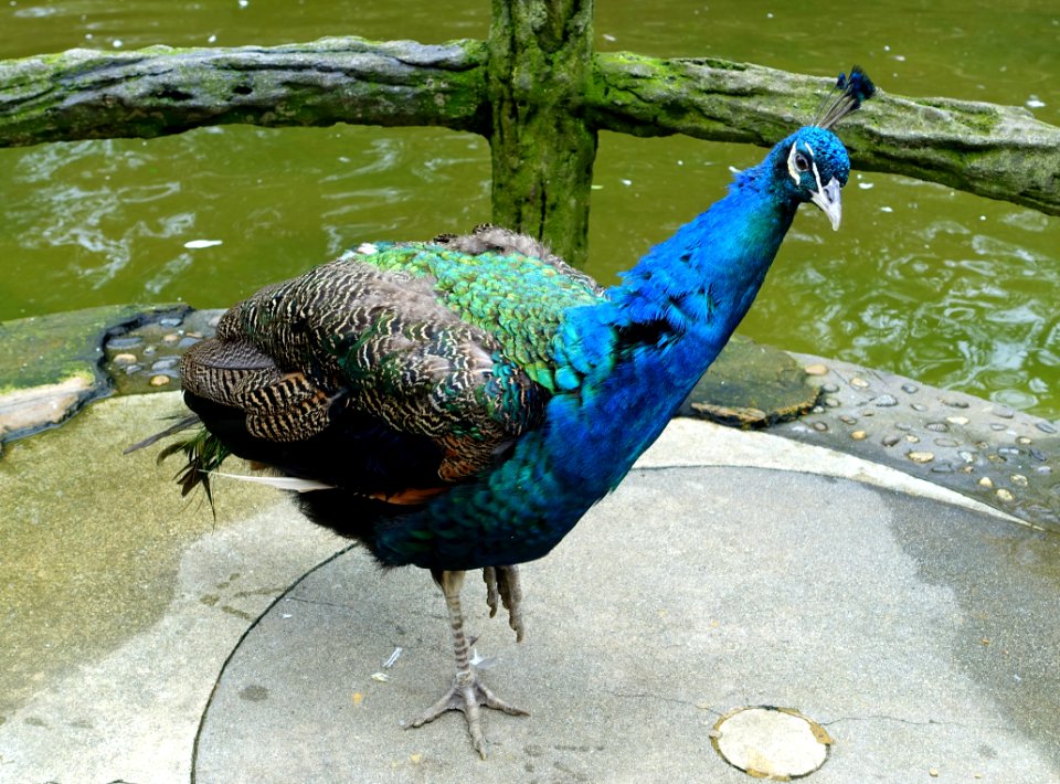 Peacock - Aviary, Tazishan Park - Chengdu, China - DSC03039