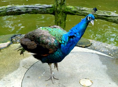 Peacock - Aviary, Tazishan Park - Chengdu, China - DSC03039