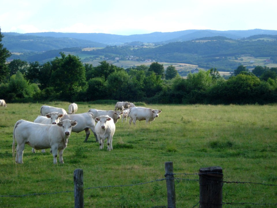 Paysage du Bas-Forez avec vaches à Chalain-d'Uzore