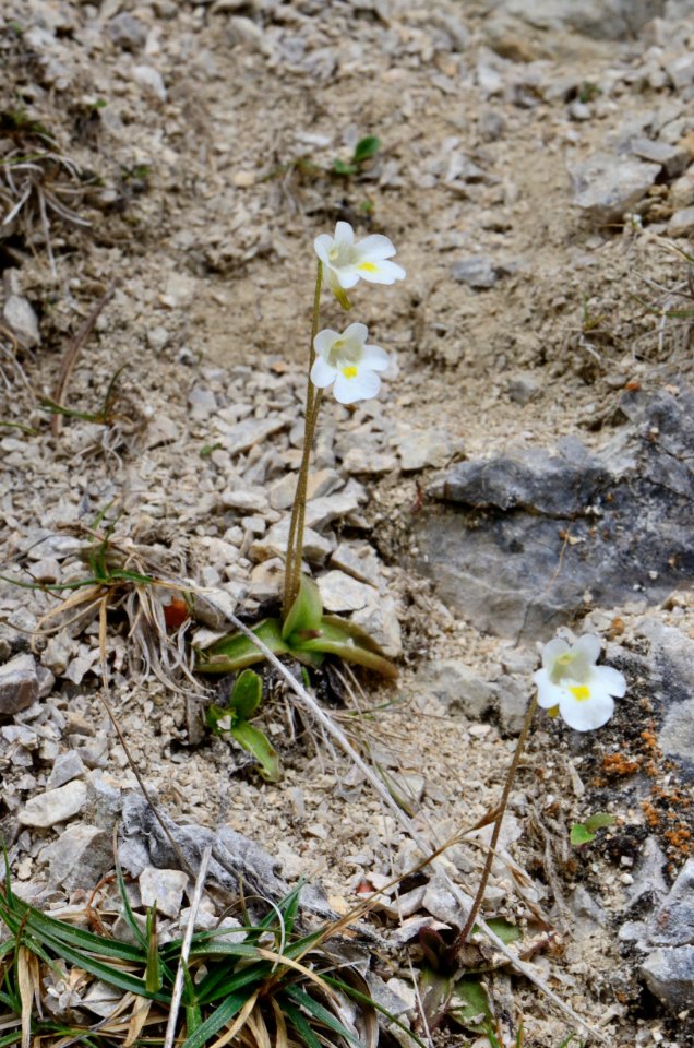 Pinguicula alpina1