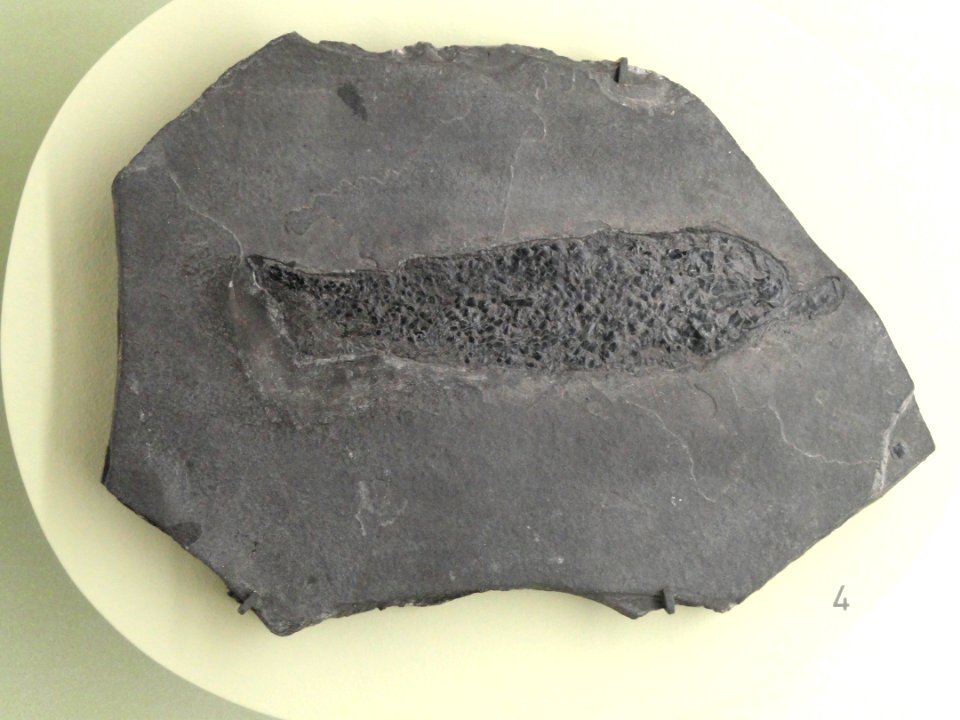 Osteolepis macrolepidotus - Naturmuseum Freiburg - DSC06759