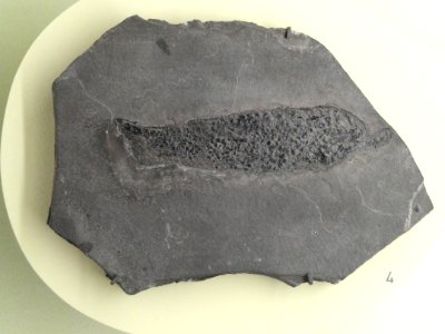 Osteolepis macrolepidotus - Naturmuseum Freiburg - DSC06759