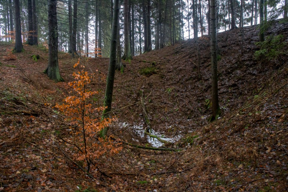 Ponordoline im Igelseeholz 003