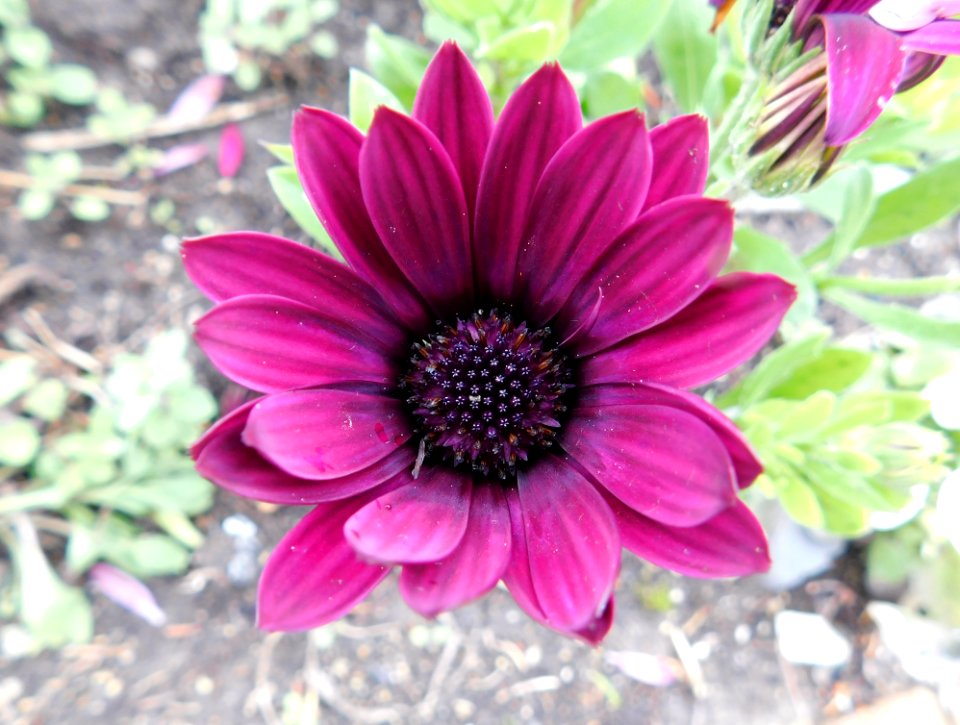 Osteospermum flower power dark purple