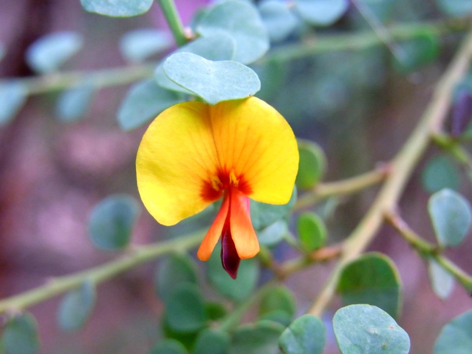 Pea Flower Nepean Gorge