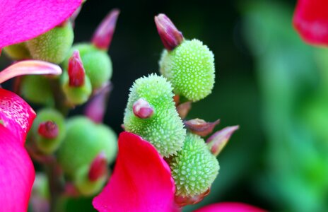 Flower plant garden photo