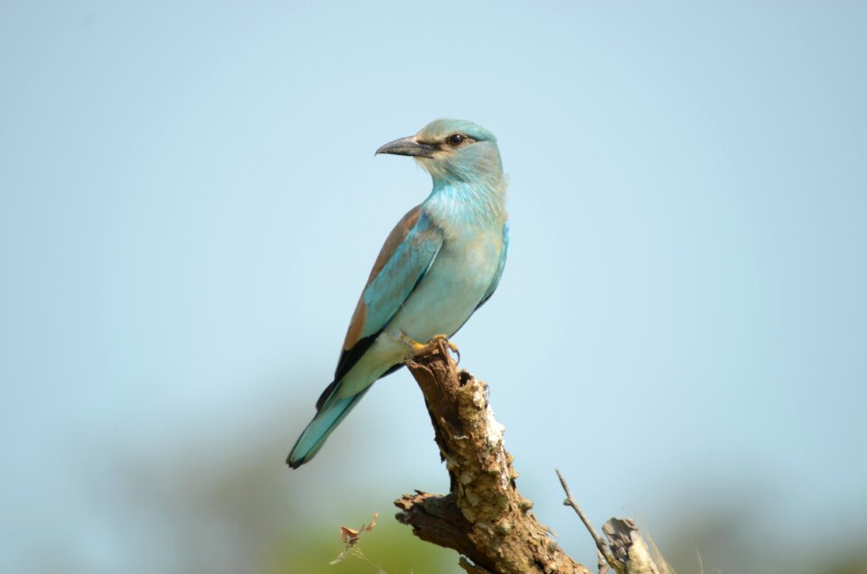 Wildlife nature animal
