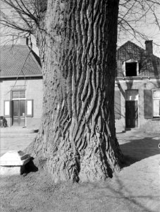 Populieren en wilgen, braksche beek, populus serotina, Bestanddeelnr 164-0548