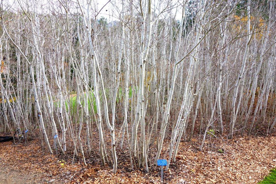 Populus tremuloides - Regional Parks Botanic Garden, Berkeley, CA - DSC04471