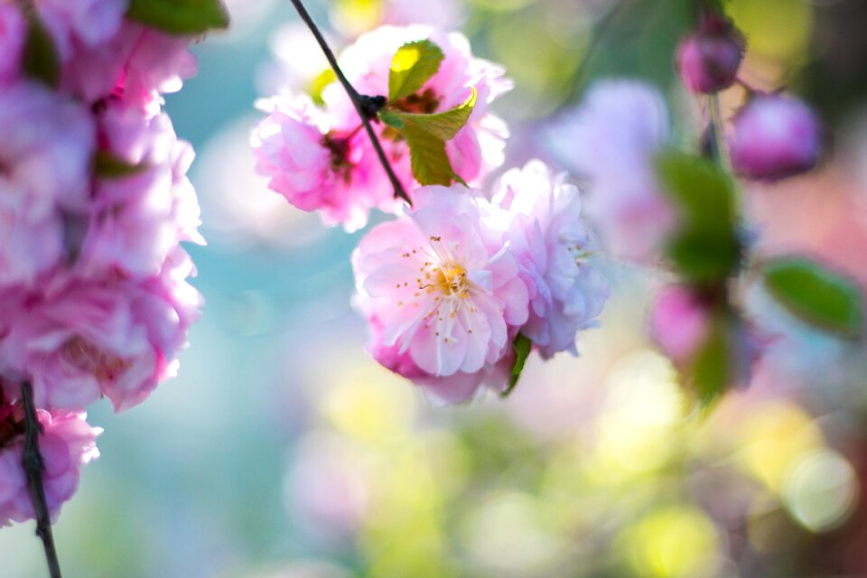 Flower tree branch