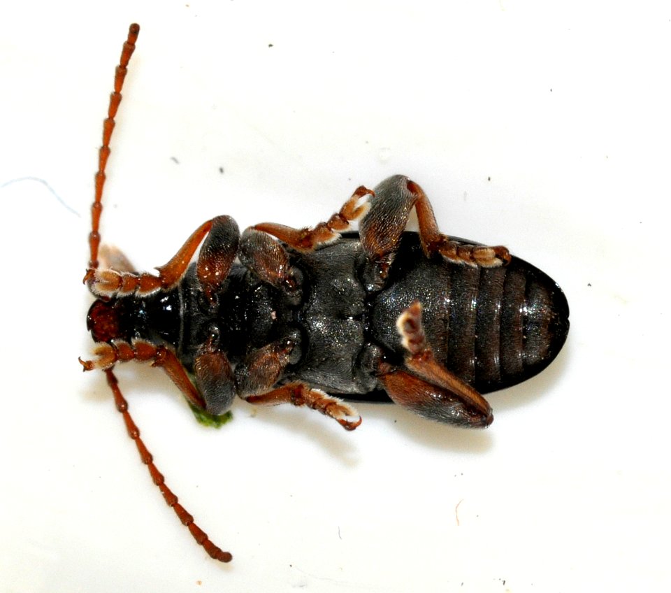 Plateumaris-consimilis-10-fws