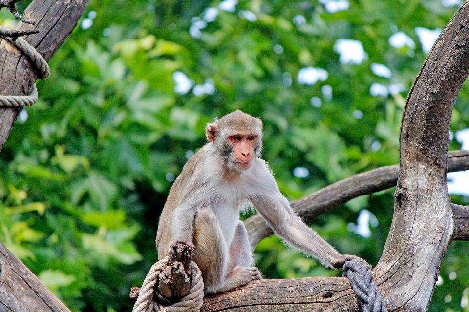 Zoo primate zoo heidelberg